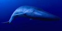 blue_whale_200_100.jpg